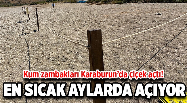 Kum zambaklarını gözümüzden sakınıyoruz…