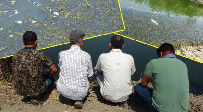 Kuraklık Büyük Menderes'i de vurdu! Binlerce balık öldü