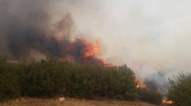 Manisa’da orman yangını!