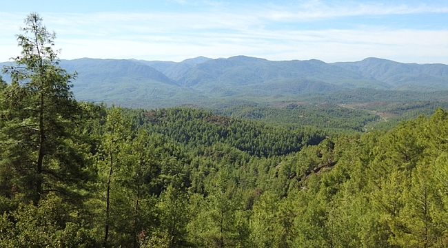Uzmanından tartışmalara yanıt: Kızılçam, Anadolu'nun has yerli türüdür