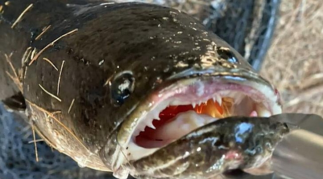 ABD&#039;li balıkçının oltasına takılan balık özelliğiyle dehşete düşürdü: Hemen öldürün