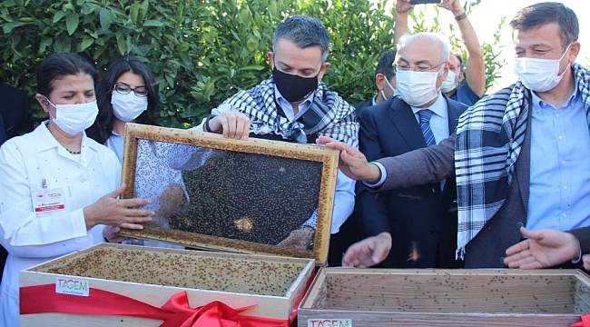 Akdeniz meyve sineğine karşı kısır böcek salımı