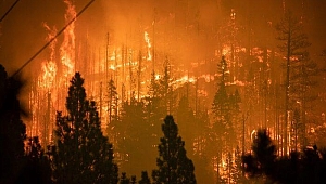 Caldor Yangını: California'da on binlerce kişi evlerinden tahliye edildi