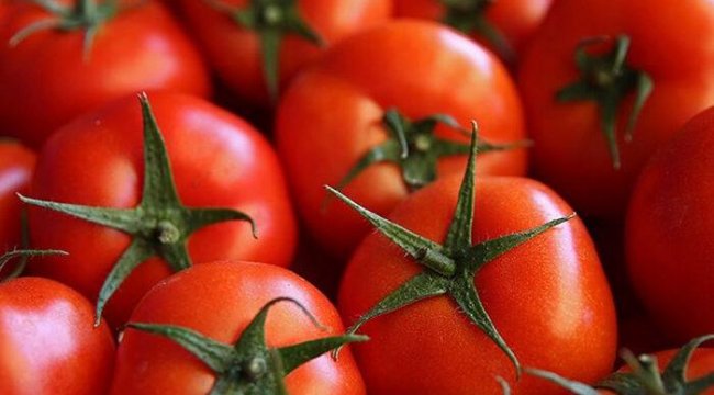Kan basıncını düşürüyor! Yeni tür domatesler Japonya'da sofralara giriyor