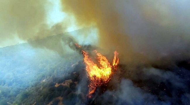 Milas ve Bodrum’da orman yangını