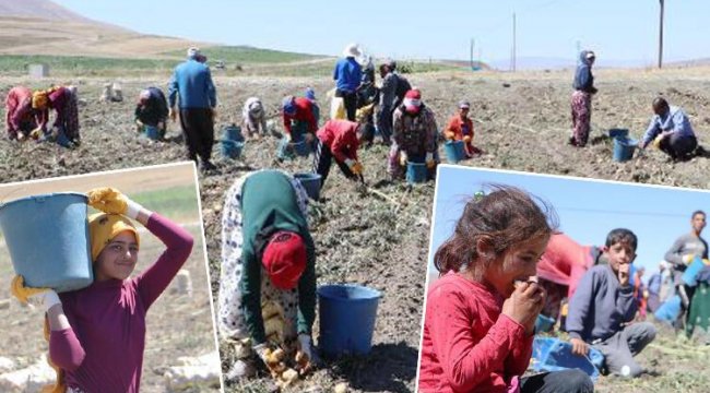 Okullar açıldı, onlar hala tarlada çalışıyor