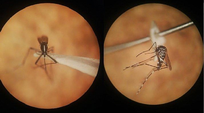 Yeni tehlike! 3 ölümcül hastalık riski var