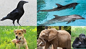 4 Ekim Dünya Hayvanları Koruma Günü!