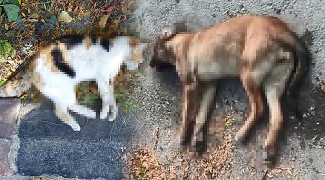 Tavuk ciğeri verilerek öldürüldüler