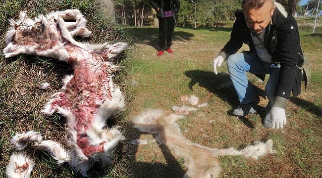 Aydın'da kan donduran olay! Yüzülmüş köpek ve kedi derisi bulundu