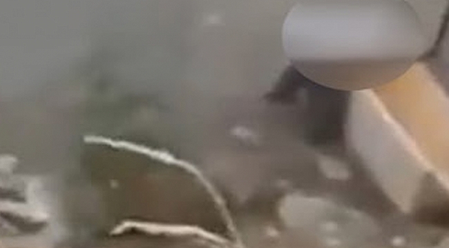 İzmir'de iğrenç olay: Köpeğe cinsel saldırı