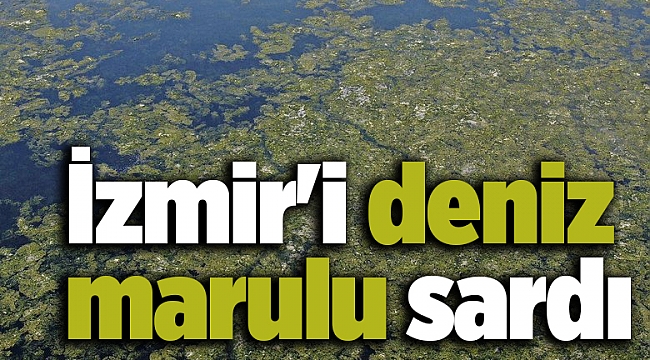 İzmir'i deniz marulu sardı