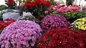 Karşıyaka ‘Sonbahar Çiçek Festivali’ ile renklendi