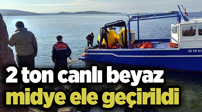 2 ton canlı beyaz midye ele geçirildi