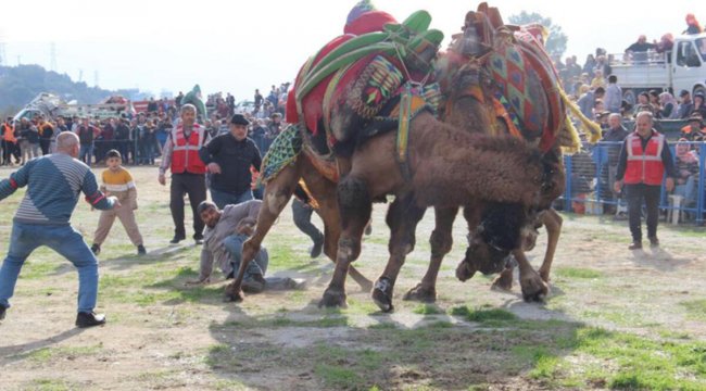Aydın'da deve güreşlerinde ortalık savaş alanına döndü