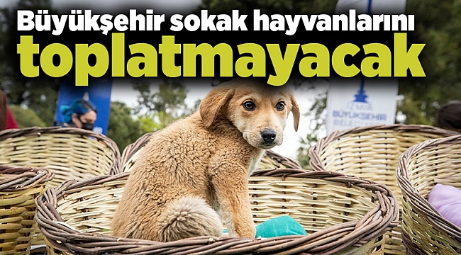 Büyükşehir sokak hayvanlarını toplatmayacak