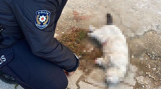 Kayıp kedi patileri kesilmiş ölü bir şekilde bulundu