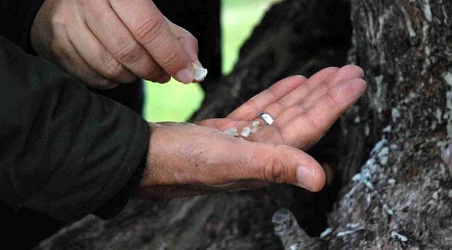 Çeşme sakızına coğrafi işaret başvurusu