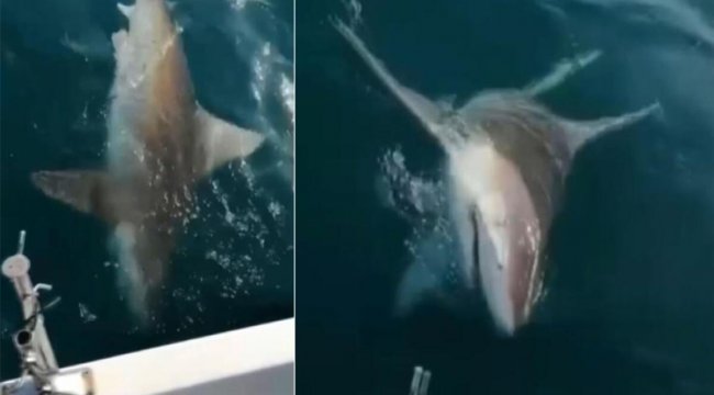 Antalya'da balıkçıların köpek balığı şaşkınlığı! 'Bu ne ya'