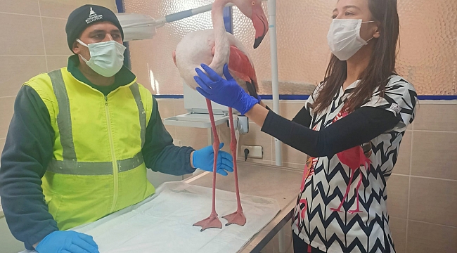 Hasta flamingoya yardım eli