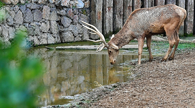 İzmir Doğal Yaşam Parkı’nın 54 sakini artık Uşaklı