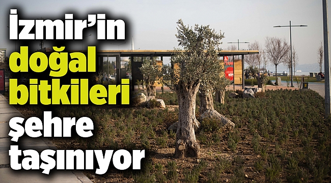 İzmir’in doğal bitkileri şehre taşınıyor