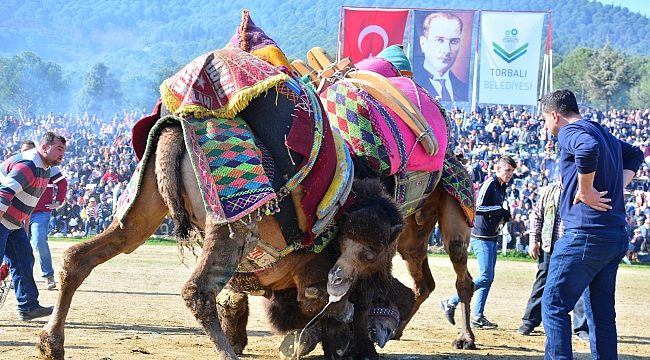 Torbalı'da 'Deve Güreşi Festivali' coşkusu