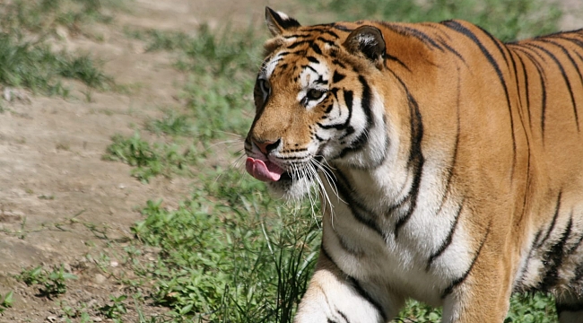 Doğal Yaşam Parkı&#039;nın 24 sakininin yeni evi Antalya