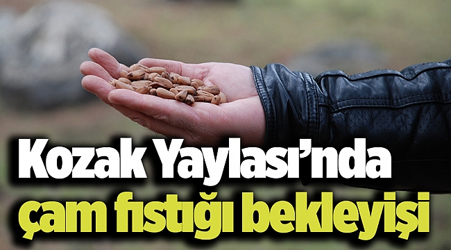 Kozak Yaylası’nda çam fıstığı bekleyişi