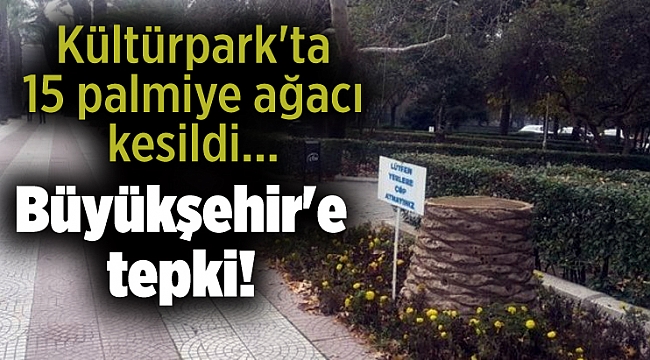 Kültürpark'ta 15 palmiye ağacı kesildi... Büyükşehir'e tepki!