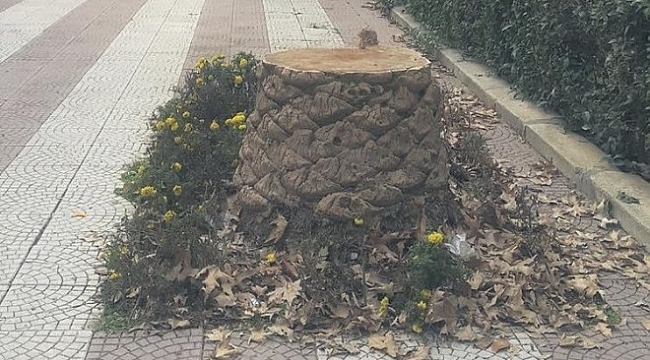 Palmiye tartışması büyüdü, AK Parti'den tepki büyükşehirden aciklama geldi!