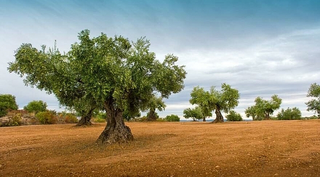 Zeytin ağaçlarına ahlaksız katliam