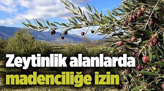 Zeytinlik alanlarda madenciliğe izin