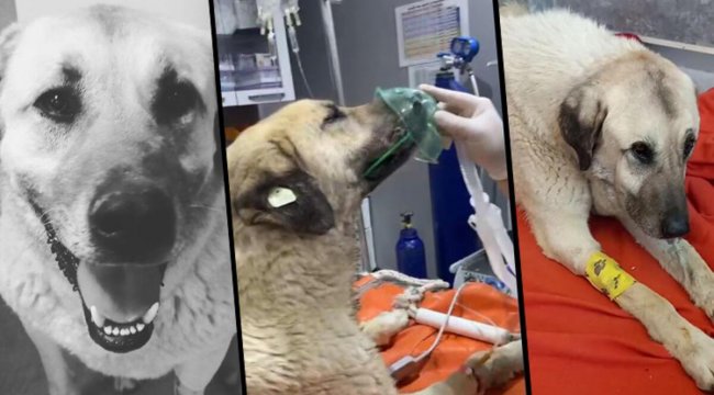 Ankara&#039;da 4 gün arayla yine zehirlenen &#039;Dayı&#039;dan acı haber