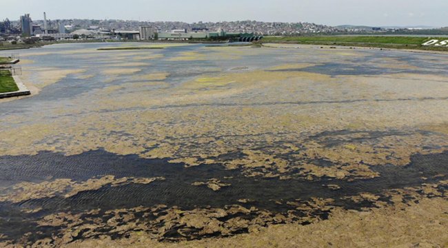 Büyükçekmece Gölü’nde şaşırtan görüntü! İstila ettiler