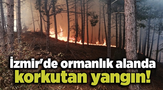 İzmir'de ormanlık alanda korkutan yangın!