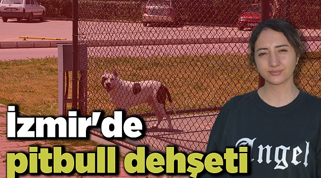 İzmir'de pitbull dehşeti