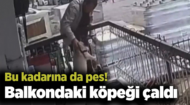 Bu kadarına da pes! Balkondaki köpeği çaldı