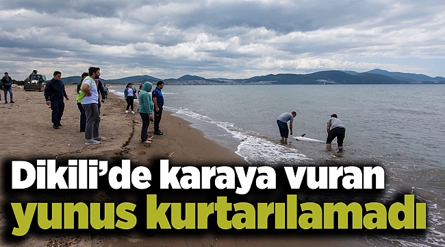 Dikili’de karaya vuran yunus kurtarılamadı