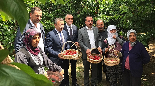 Kemalpaşa’da ilk kiraz hasadı yapıldı