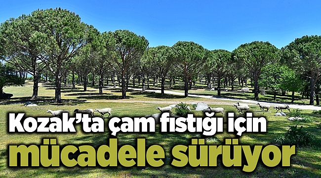 Kozak’ta çam fıstığı için mücadele sürüyor