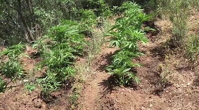 O ilçede 130 kök Hint keneviri ele geçirildi