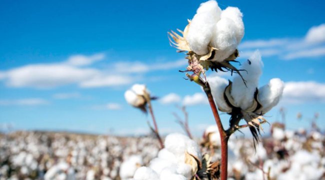 ‘Özbek pamuğu’ endişesi