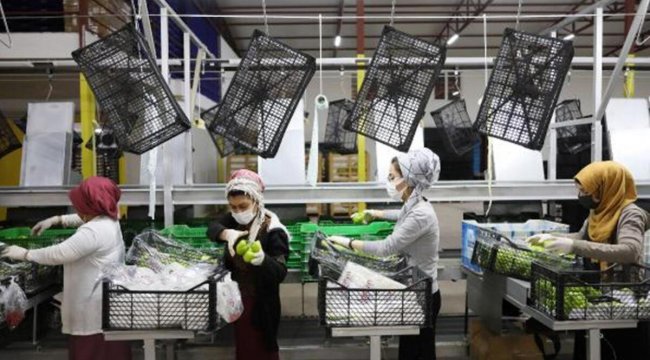 Rusya'ya sebze-meyve ihracatı başladı