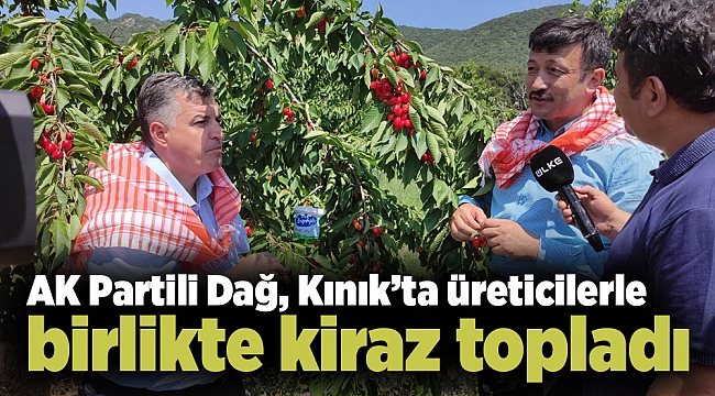 AK Partili Dağ, Kınık’ta üreticilerle birlikte kiraz topladı