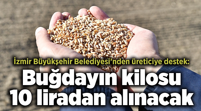 İzmir Büyükşehir Belediyesi’nden üreticiye destek: Buğdayın kilosu 10 liradan alınacak