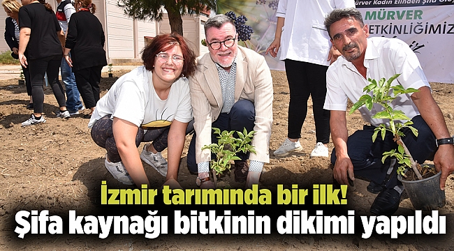 İzmir tarımında bir ilk! Şifa kaynağı bitkinin dikimi yapıldı