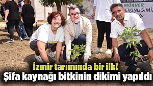 İzmir tarımında bir ilk! Şifa kaynağı bitkinin dikimi yapıldı