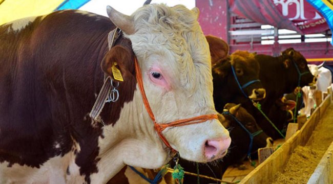 Kurban vekalet ücreti belli oldu