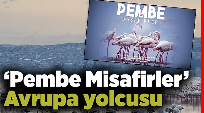 ‘Pembe Misafirler’ Avrupa yolcusu
